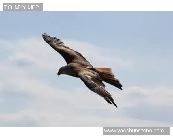 《雄鹰翱翔天际探秘:揭秘老鹰的生存智慧与飞行技巧》